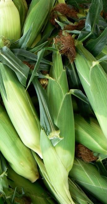 Maize