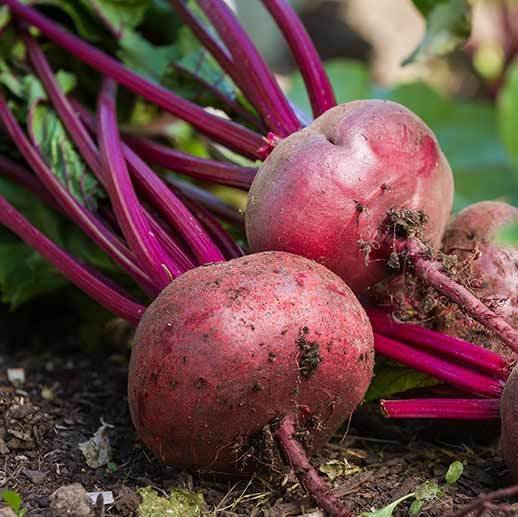Beet Root