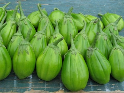 Green African Eggplant (Entula)