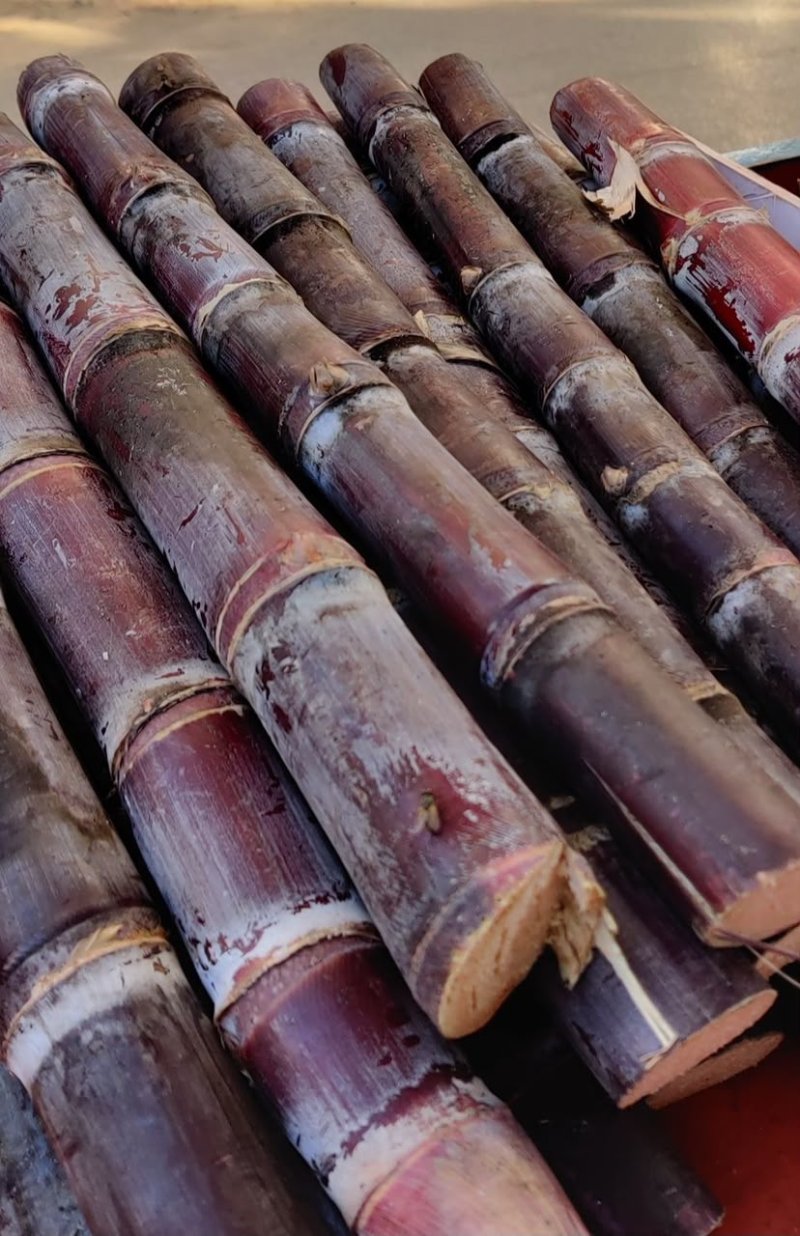 Purple Dark Red Sugarcane
