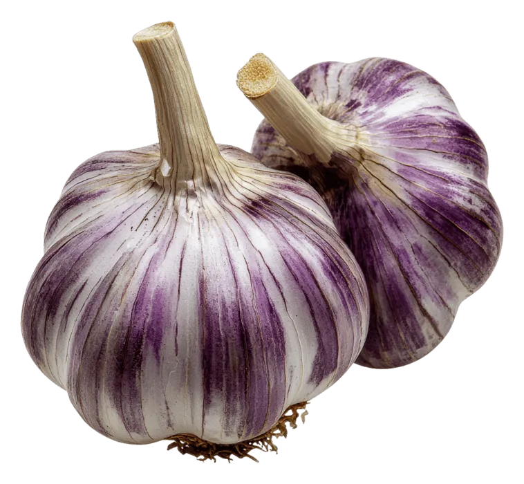 Purple Stripe Garlic (Hardneck)