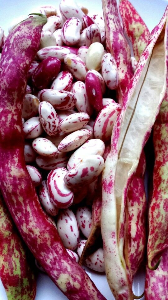 Fresh Beans