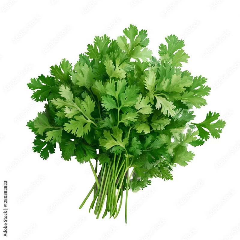 Coriander