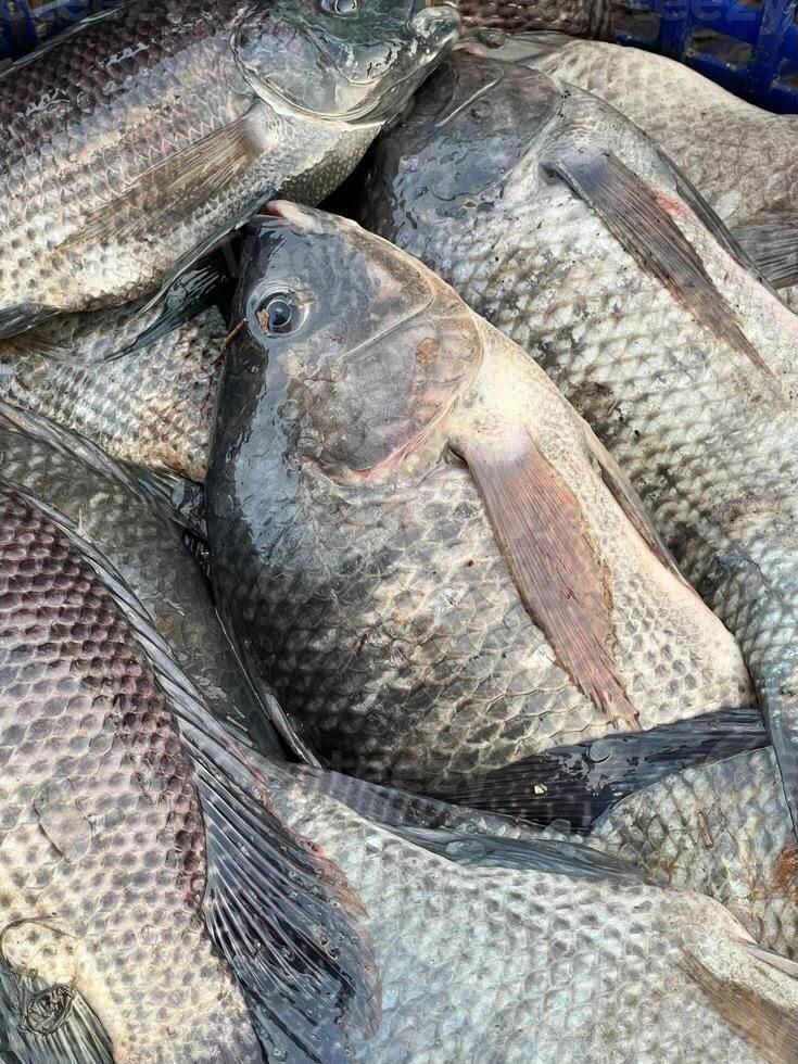 Tilapia Fish