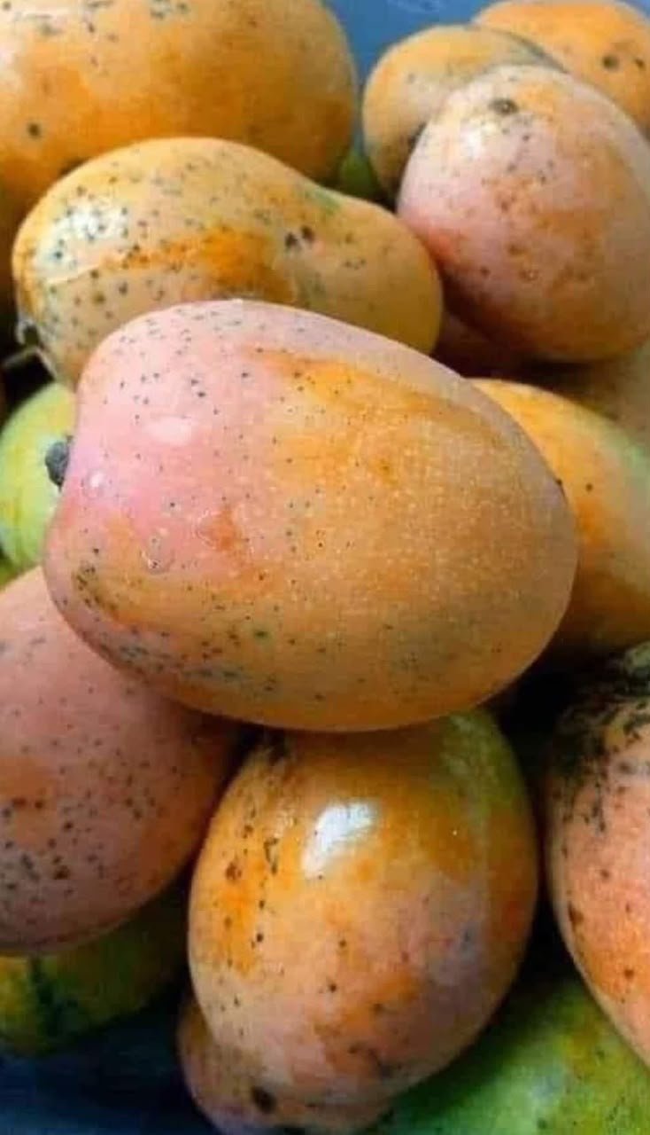 Fresh Mangoes
