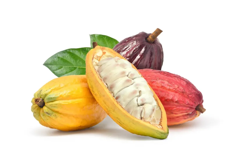 Cocoa