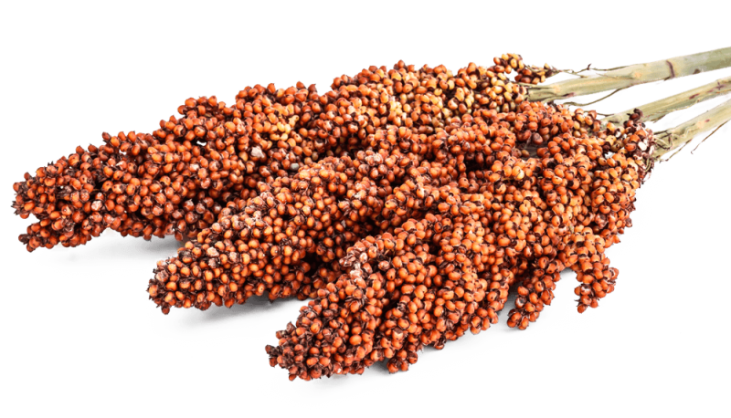 Sorghum
