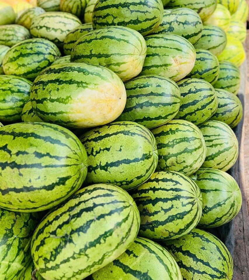Water melon (Zebra)