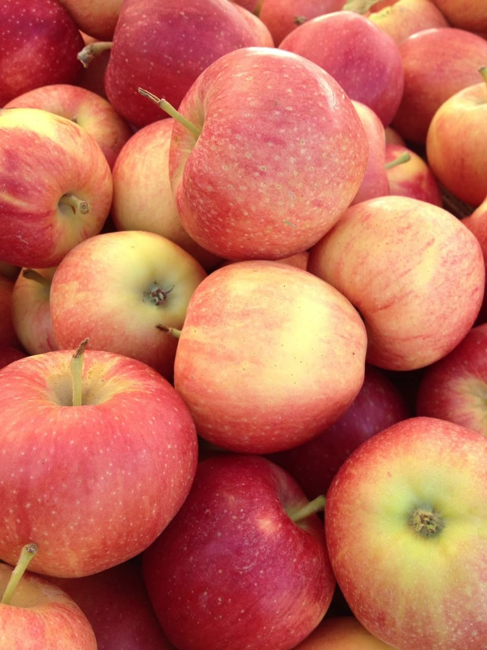 Apples
