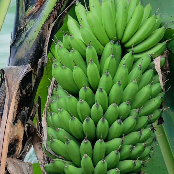 Banana (bunch)