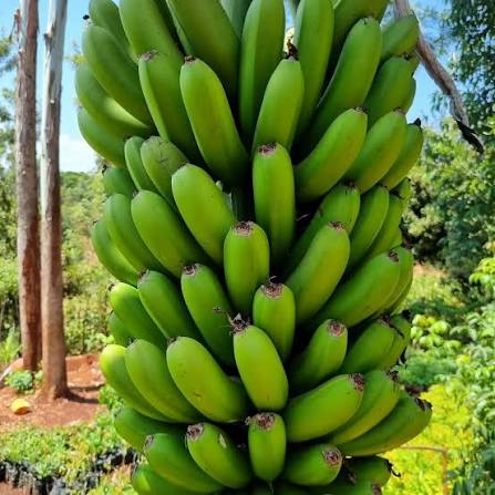 Bogoya Bananas
