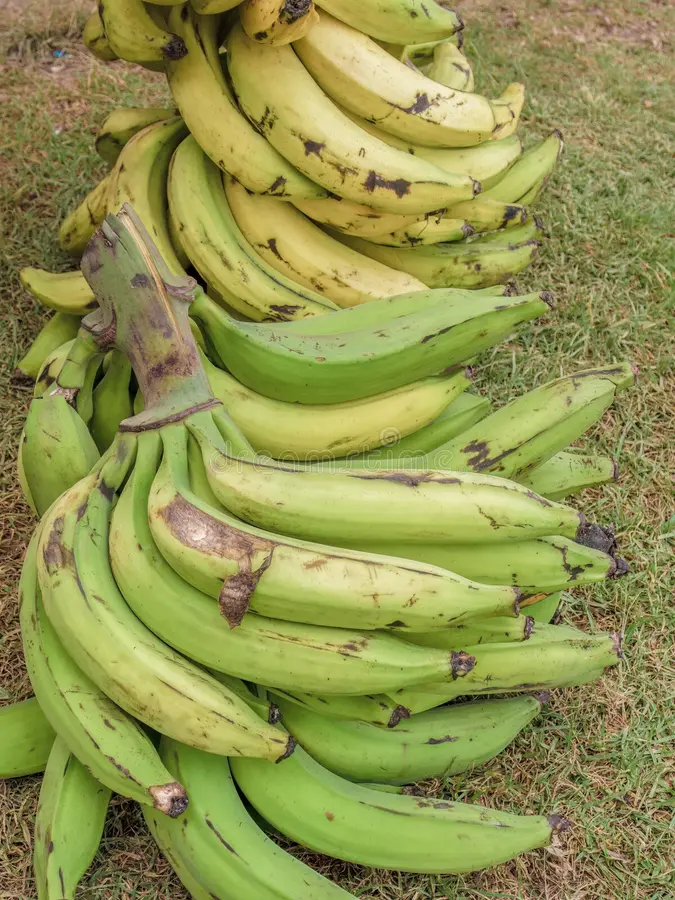 Plantains (Gonja)