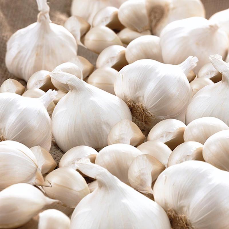 White Garlic (California White)
