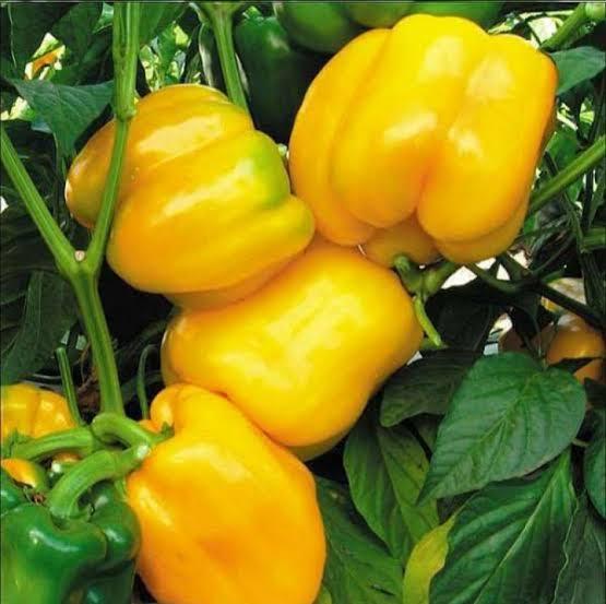 Yellow Bell peppers