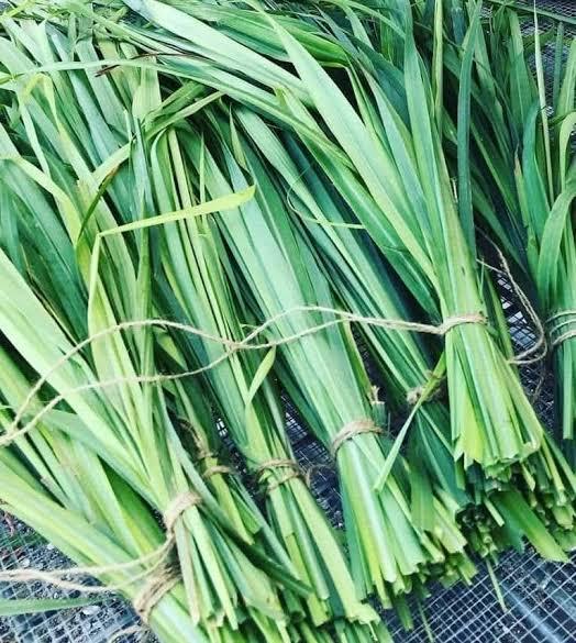 Lemon grass