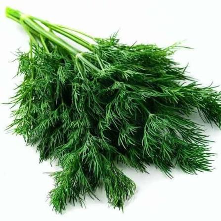 Dill
