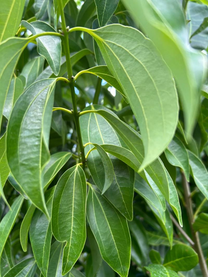 Cinamon leaves