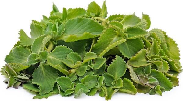 Oregano
