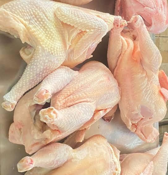 Layer Chicken