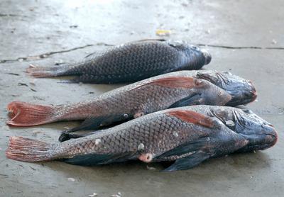 Nile Perch Fish (Empuuta)