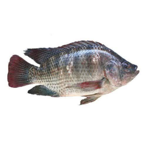 Tilapia Fish (Engege)