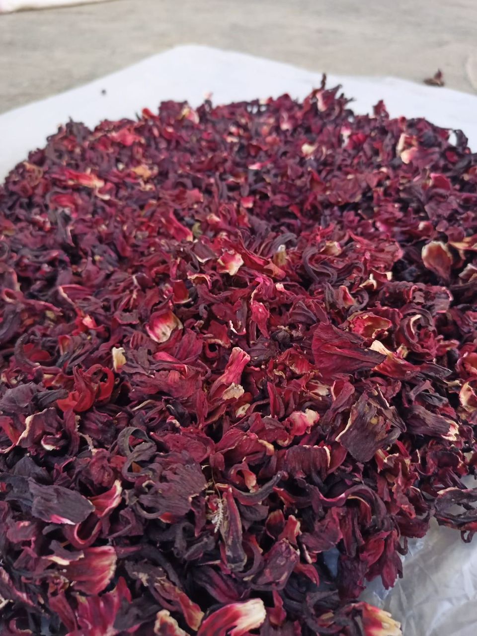 Hibiscus